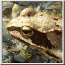 Rana temporaria - Grasfrosch 07.jpg